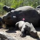 Baby rhinoceros watches over mother who was killed for horn