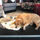 Italian Ikea adopts stray dogs