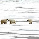 Residents Nova Zembla caged by polar bears