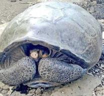 Already more than 100 years extinct giant tortoise is alive!