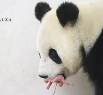 'Belgian' panda has given birth