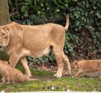 Belgian zoo welcomes lion triplets