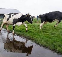 Brabant decides on future livestock farming