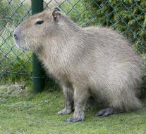 Capybaras put city stilts