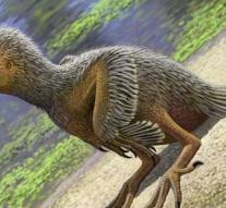 Chick of 127 million years old found