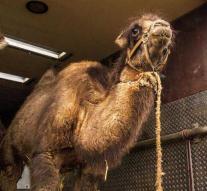 Children injured by runaway camel