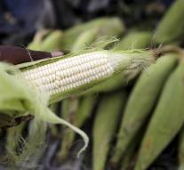 Chinese caught steal 'high tech corn seed'