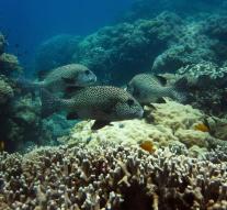 Concerns about fatal incidents Barrier Reef