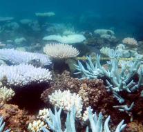 Coral reef battle: 'biggest rescue action ever'