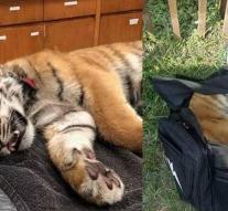 Customs finds tiger in backpack