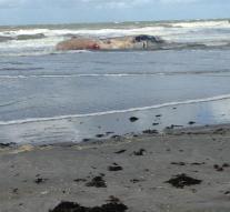 Dead whale washed up on the Razende Bol
