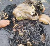 Dead whale washes with a thousand plastic objects in the stomach