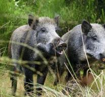 Denmark is going to keep boar with fence