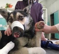 Dog paws and nose chopped off