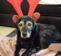 Dog with Santa hat is animal cruelty