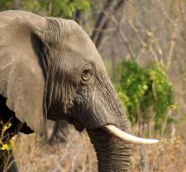 Dozens of elephants poisoned in Zimbabwe