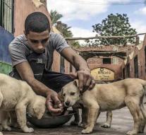 Egypt opens a hunt for street dogs