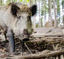 Elderly German slaughter boar at supermarket