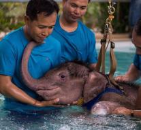 Elephant leg without learning to walk again in pool