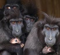 Family monkeys spontaneously poses for photographer