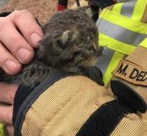 Firefighter adopts kitten after fire in port
