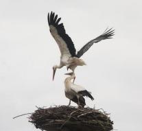 First storks couple spotted