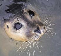 Fisherman rescued from cliff after attack seals