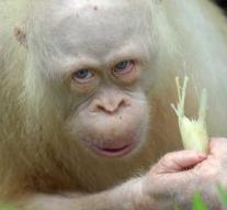 Freedom for rare white orangutan