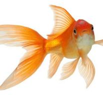 Hotel hires goldfish for lonely guests
