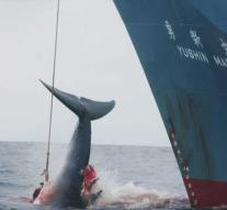 Japan gets out of committee and resumes whaling