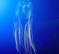 Cube Jellyfish kills German woman