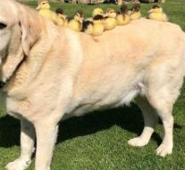 Labrador Fred adopts nine chicks
