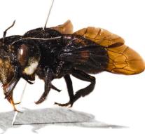 Largest bee seen again after almost 40 years