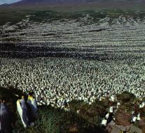 Largest colony of king penguins shrunk by 90 percent