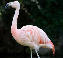 Last flamingo of Australia dead