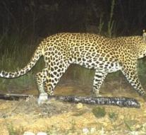 Leopard at Kathmandu airport hunting backpackers to scare
