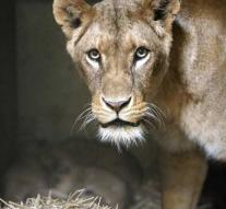 Lioness escapes in Belgium