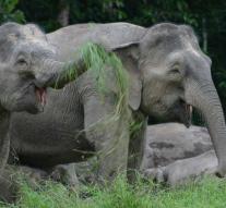 Malaysia is investigating mortality of dwarf elephants