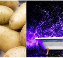 Man in bra fills hotel bath with potatoes