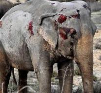 Many questions after bloodbath elephants on Spanish highway