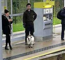 Missing goat 40 km away found at tram stop