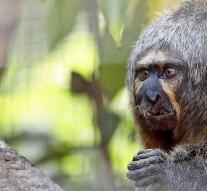 Monkey throws high eyes with a 'muscular' display
