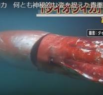 Monster Squid filmed in Japan