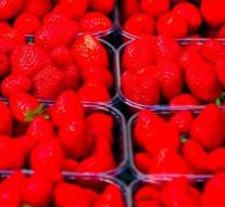 'Needle sample' worked with strawberry grower