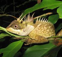 New animal and plant species discovered in Asia