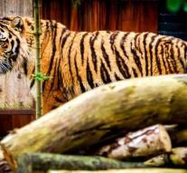 Number of wild tigers in Nepal almost doubled
