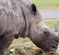Oldest rhino in the world deceased
