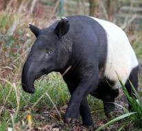 Oldest tapir world celebrates 39th anniversary