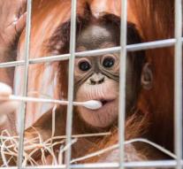 Orangutan makes baby with neighbor through fence