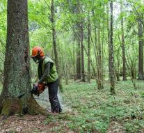 Poland continues with logging despite EU ruling
